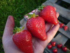 Клубника "АЛЬБА" (6 шт.)
